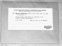 Mycena epipterygia image